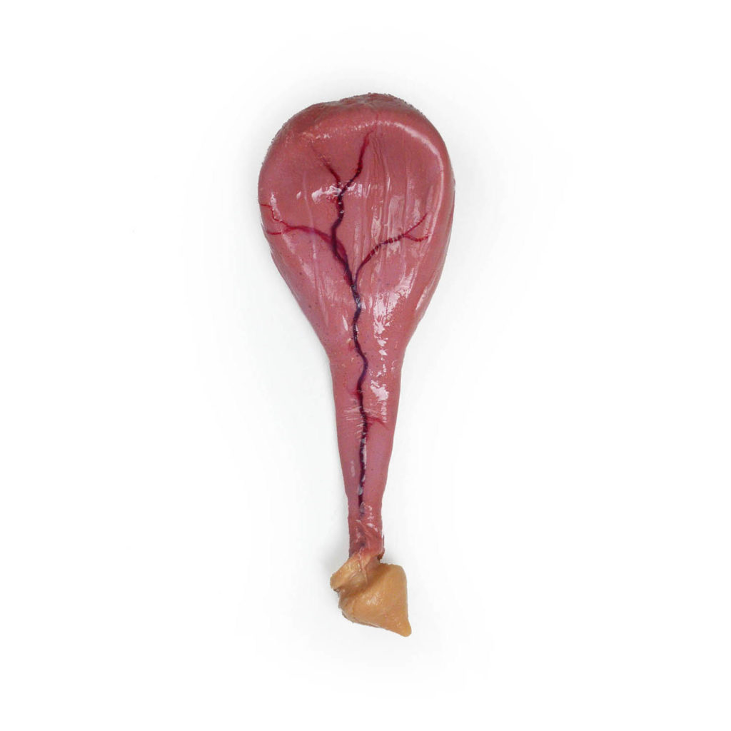 Canine Urinary Bladder (Vascularized)